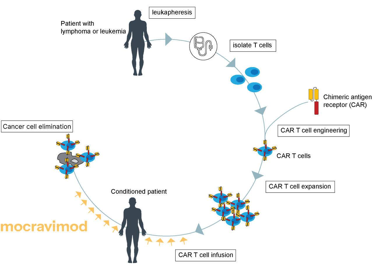 CarT-Cell-2