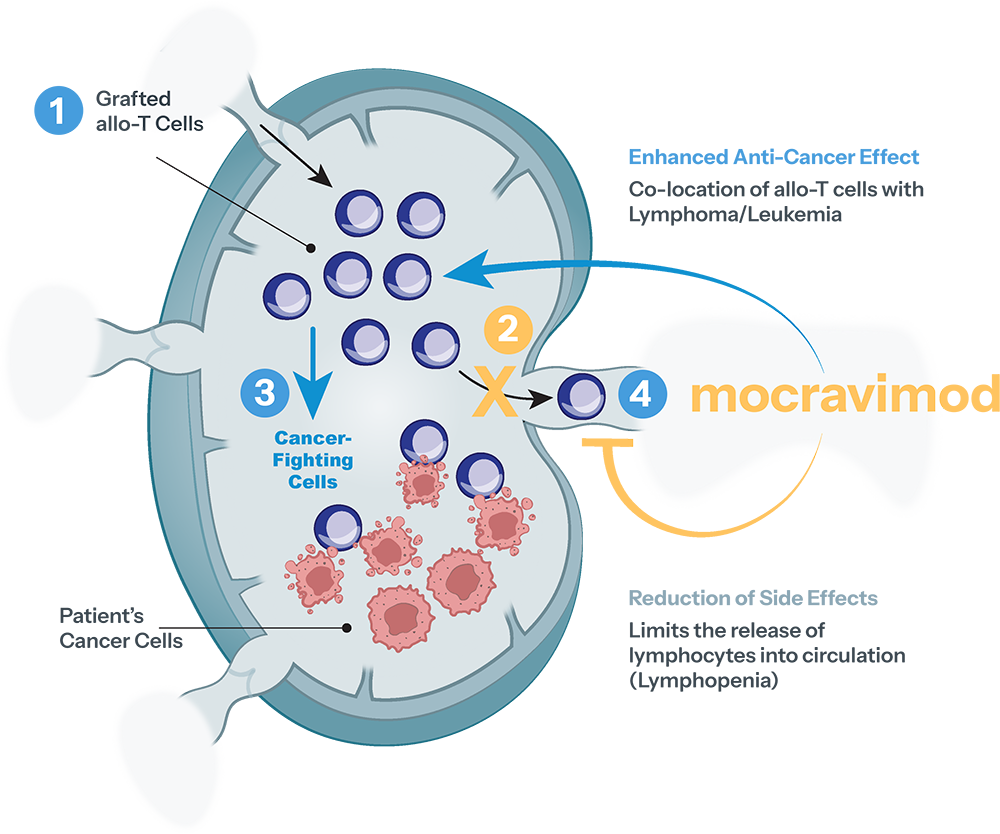 Mocravimod-Graph-sml Lymph Nodes & Bone Marrow